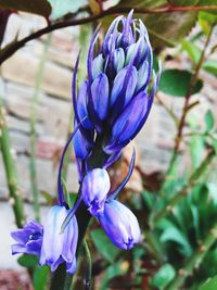 Close-up of purple blue flower