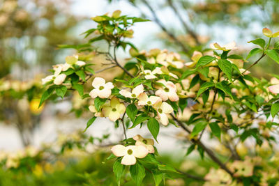 Close-up of white flowers