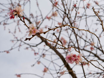 Close-up of cherry blossoms