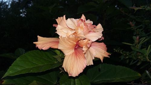 Close-up of pink flower against black background