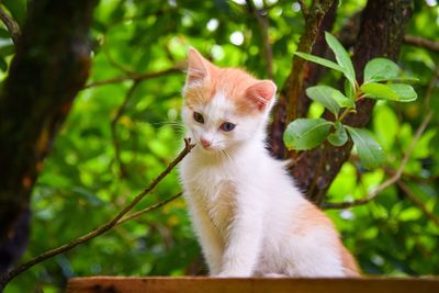 View of a cat on branch