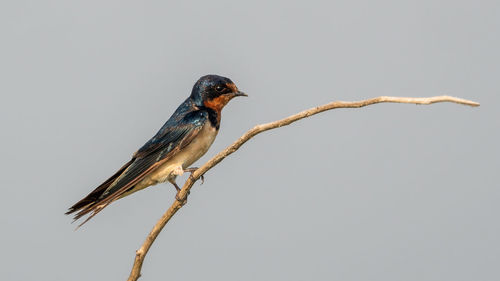 Close-up of bird perching on branch against sky