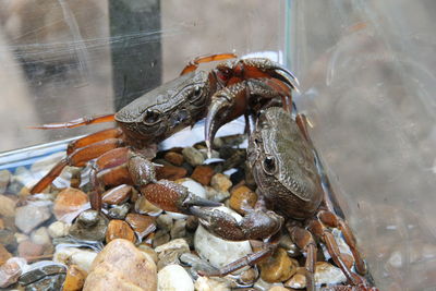 Close-up of crab on glass