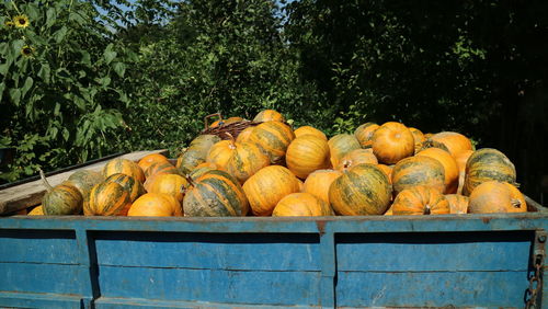 Stack of pumpkins on tree