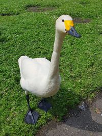 Swan in a field