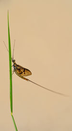 Close-up of butterfly on plant