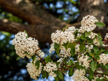 Close-up of white flowers