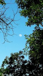 Low angle view of trees against blue sky