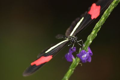 Close-up of butterfly pollinating on purple flower