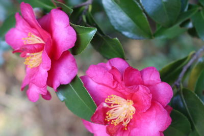 Close-up of pink flowers blooming outdoors