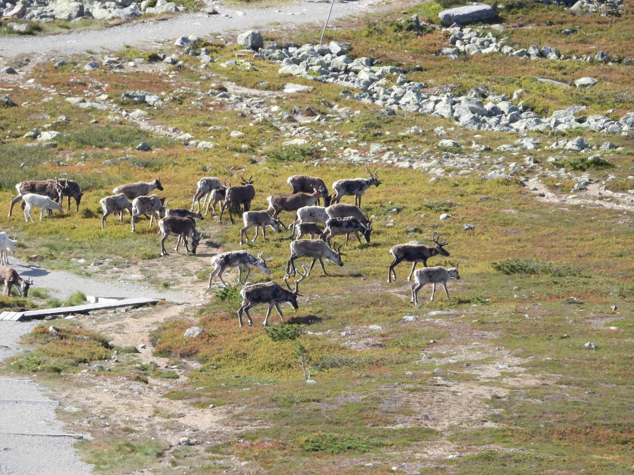 FLOCK OF SHEEP GRAZING IN FIELD