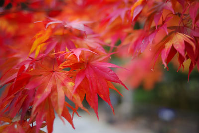 Close-up of red maple leaves