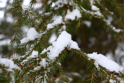 Close-up of snow covered pine tree