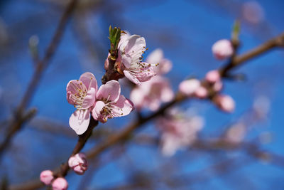 Close-up of pink cherry blossoms