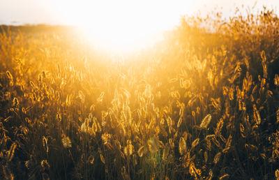 Close-up of crops growing on field against sky