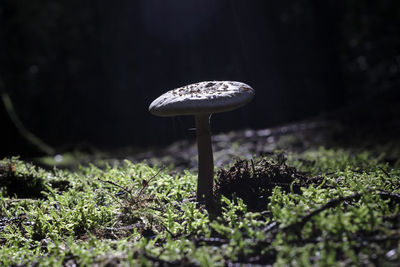 Close-up of mushroom growing on field