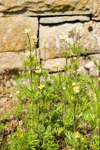 plant