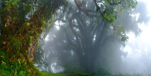 Scenic view of forest