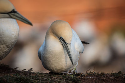 Close-up of birds in nest