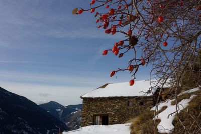 View of trees on mountain