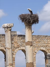 Low angle view of bird perching on column against sky