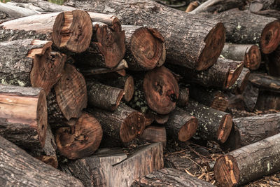 Stack of logs in forest