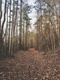 Trees in forest during autumn