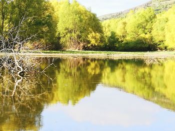 Reflection of trees in lake against sky