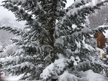 Snow covered trees against sky