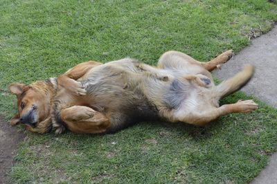 Dogs relaxing on field