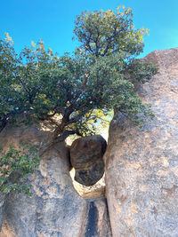 Low angle view of tree against sky