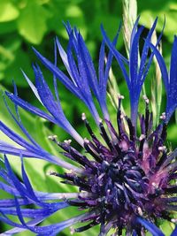 Close-up of purple flowers