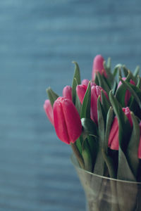 Indoor close-up of pink tulips on grey background. bunch of fresh spring pink tulips on 