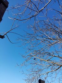 Low angle view of flowering tree against blue sky