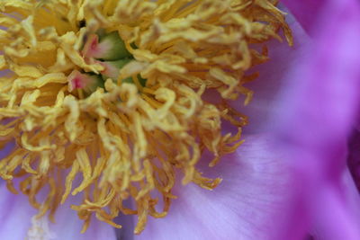 Close-up of flowers