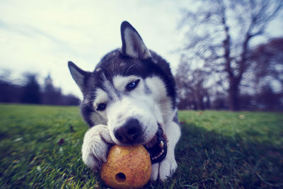 Close-up portrait of dog on grass