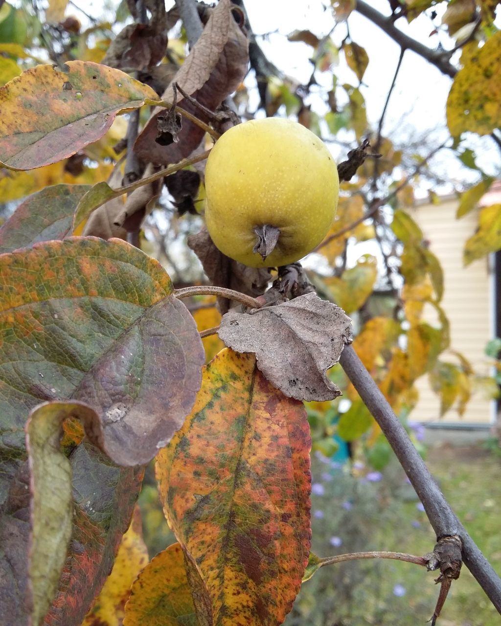 CLOSE-UP OF FRUIT ON TREE