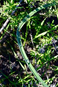 Close-up of plants