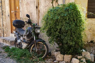 Plants against wall