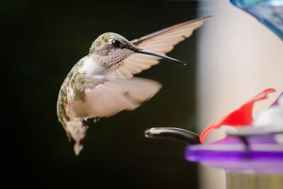 hummingbird