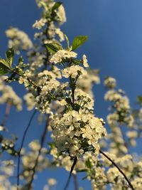 Close-up of cherry blossoms in spring