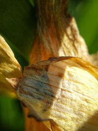 Close-up of dry leaves on yellow flower