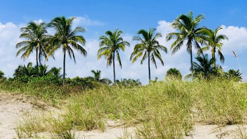 Palm trees on field against sky