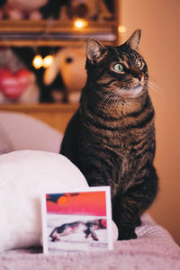 Close-up of a cat looking away