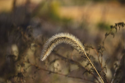 Close-up of wild grass