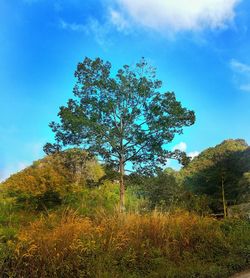 Tree on field against blue sky