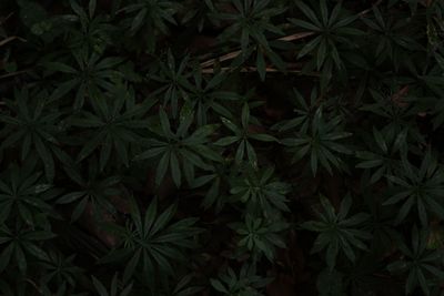 Full frame shot of potted plants
