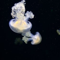 Jellyfish swimming in sea