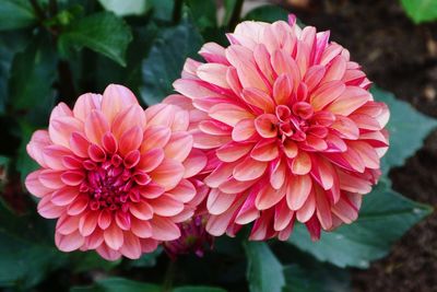 Close-up of pink dahlia flower