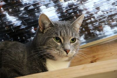 Close-up portrait of cat against blurred background